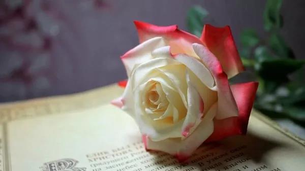 贈人玫瑰，手有余香