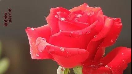 贈人玫瑰，手有余香